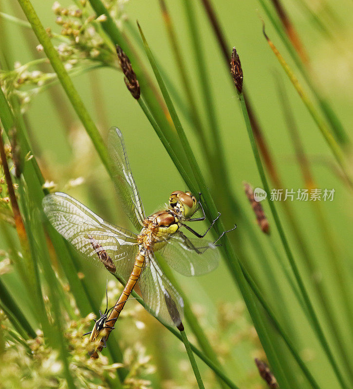 红箭蜻蜓(Sympetrum sanguineum)雌性